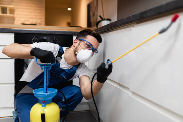 Wasp Removal Services in Rancho Santa Margarita, CA
